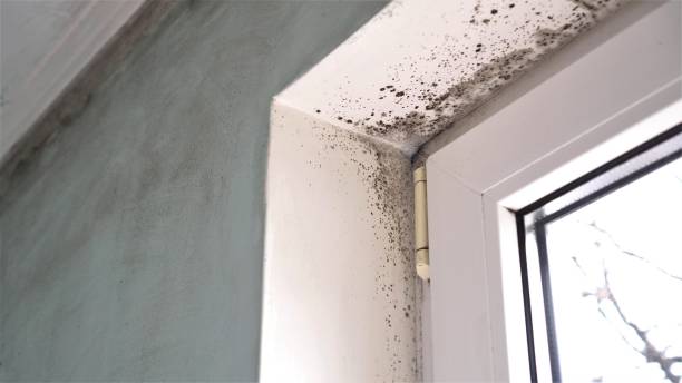 Fort Washington, PA Mold Removal Company