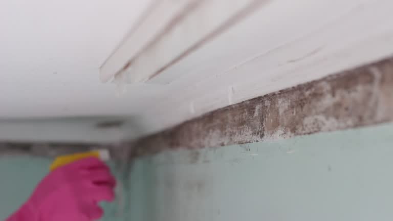 Mold Odor Removal Services in Fort Washington, PA